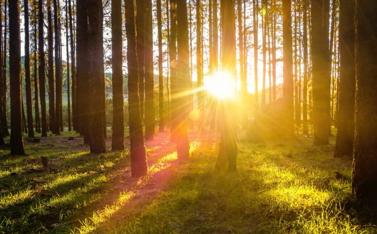 imagem de capa de Apenas um raio de sol é suficiente para afastar várias sombras