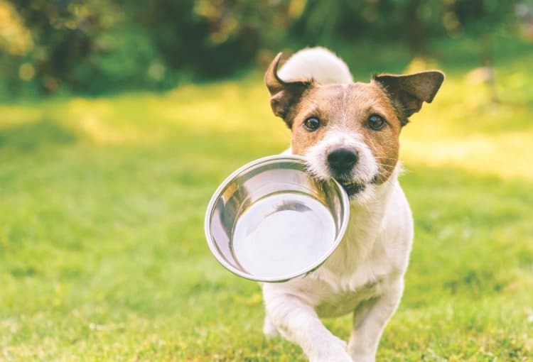 imagem de capa de Faça sua doação para os animais do Santuário ASSEAMA