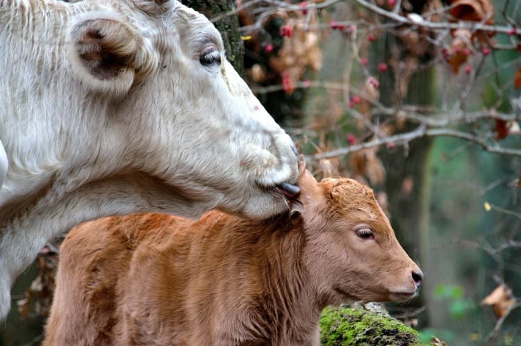 imagem de capa de Amor maternal