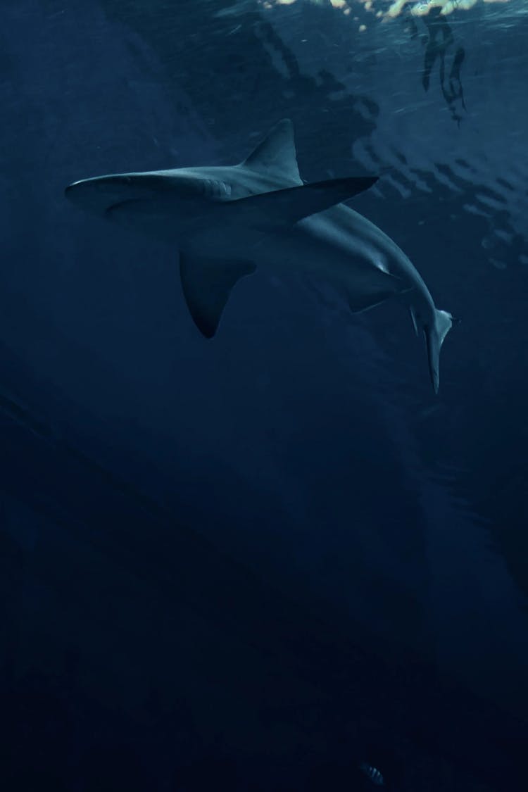 imagem de capa de Tubarões, nossos irmãos do mar