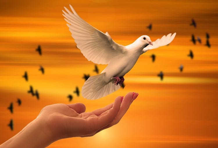 imagem de capa de 1 de janeiro Dia Mundial da Paz e da Fraternidade Universal